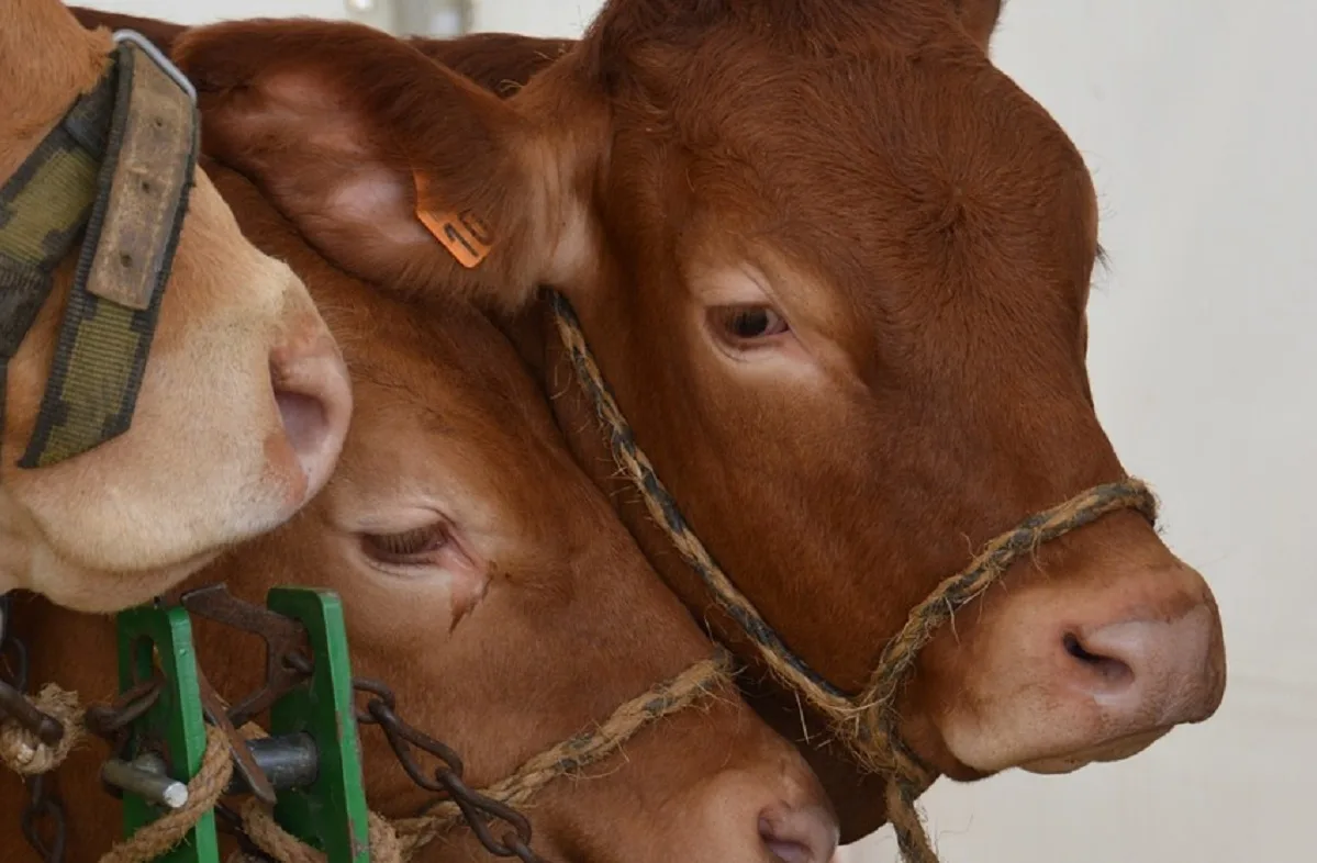 L’importation de bovins révèle les retards de la filière viande en Algérie