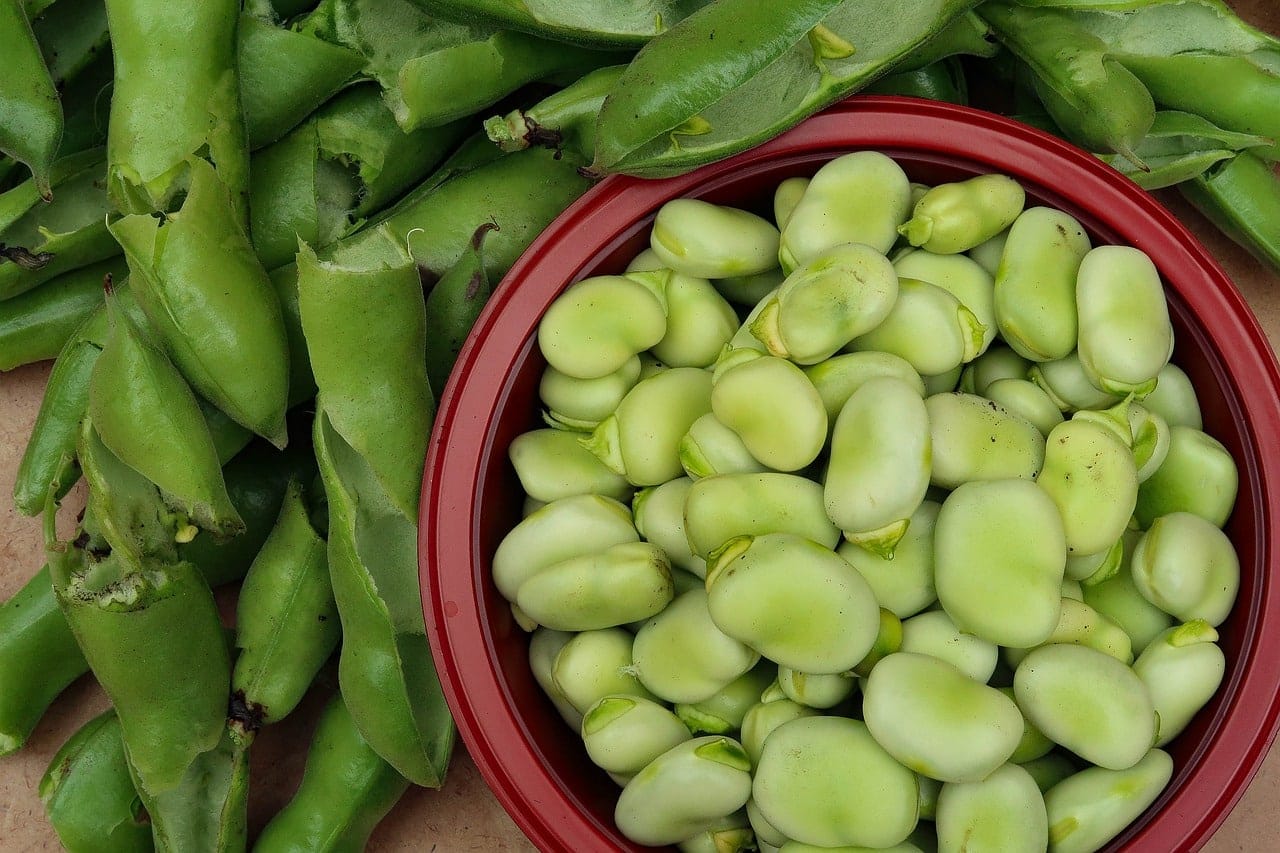 Nutrition : la fève, les vertus santé de ce légume vert