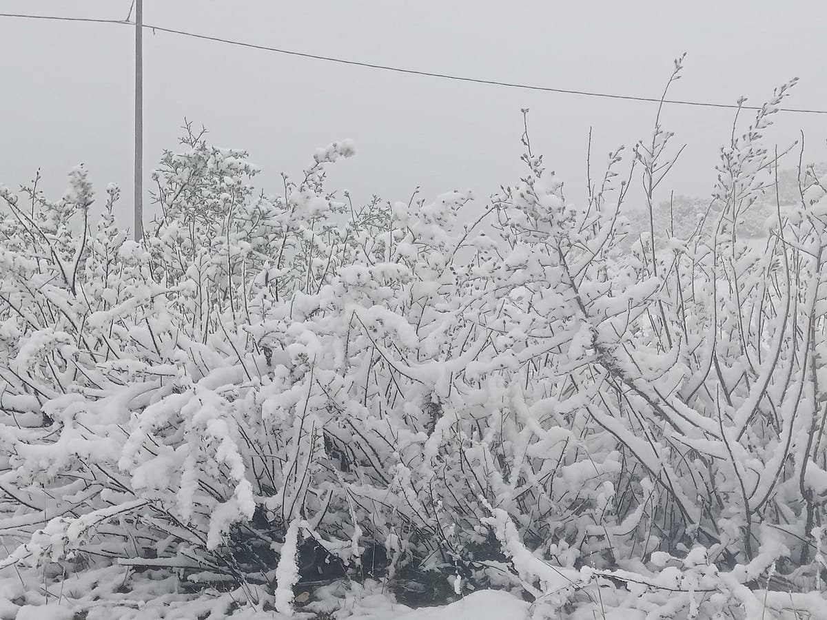 Météo : retour de la neige et de la pluie en Algérie – Vidéos