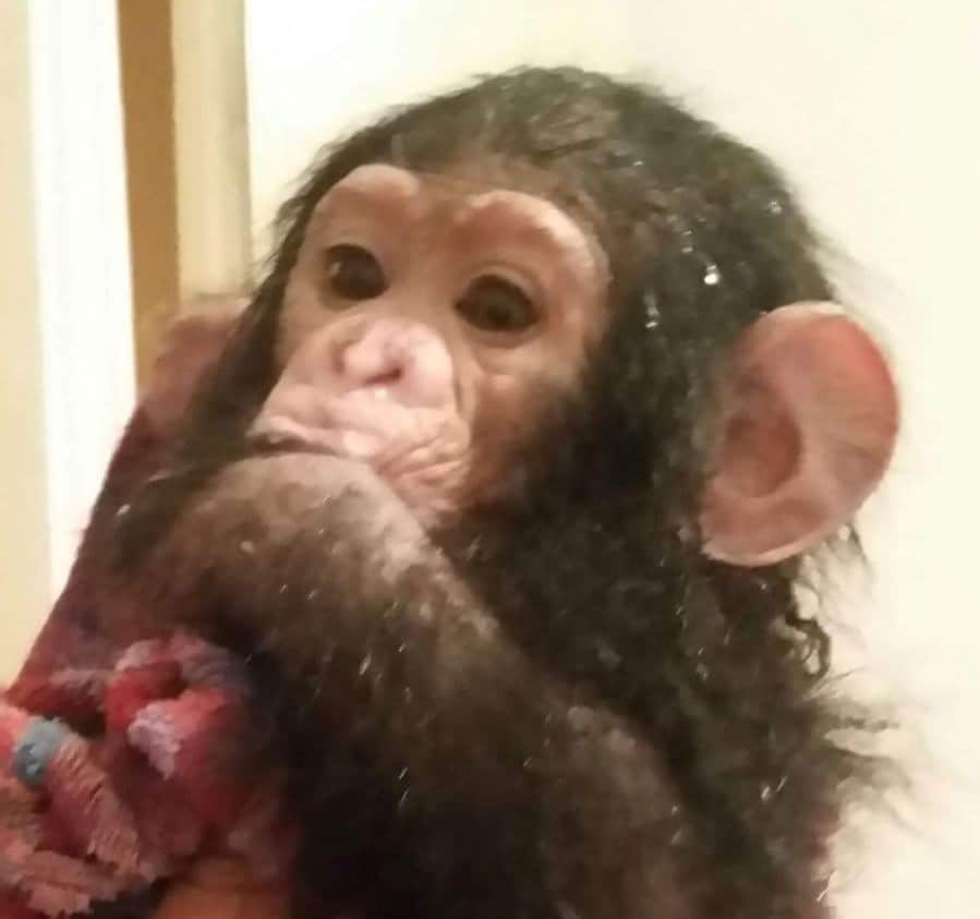 Deux singes d’une espèce en voie de disparition repérés à Tlemcen