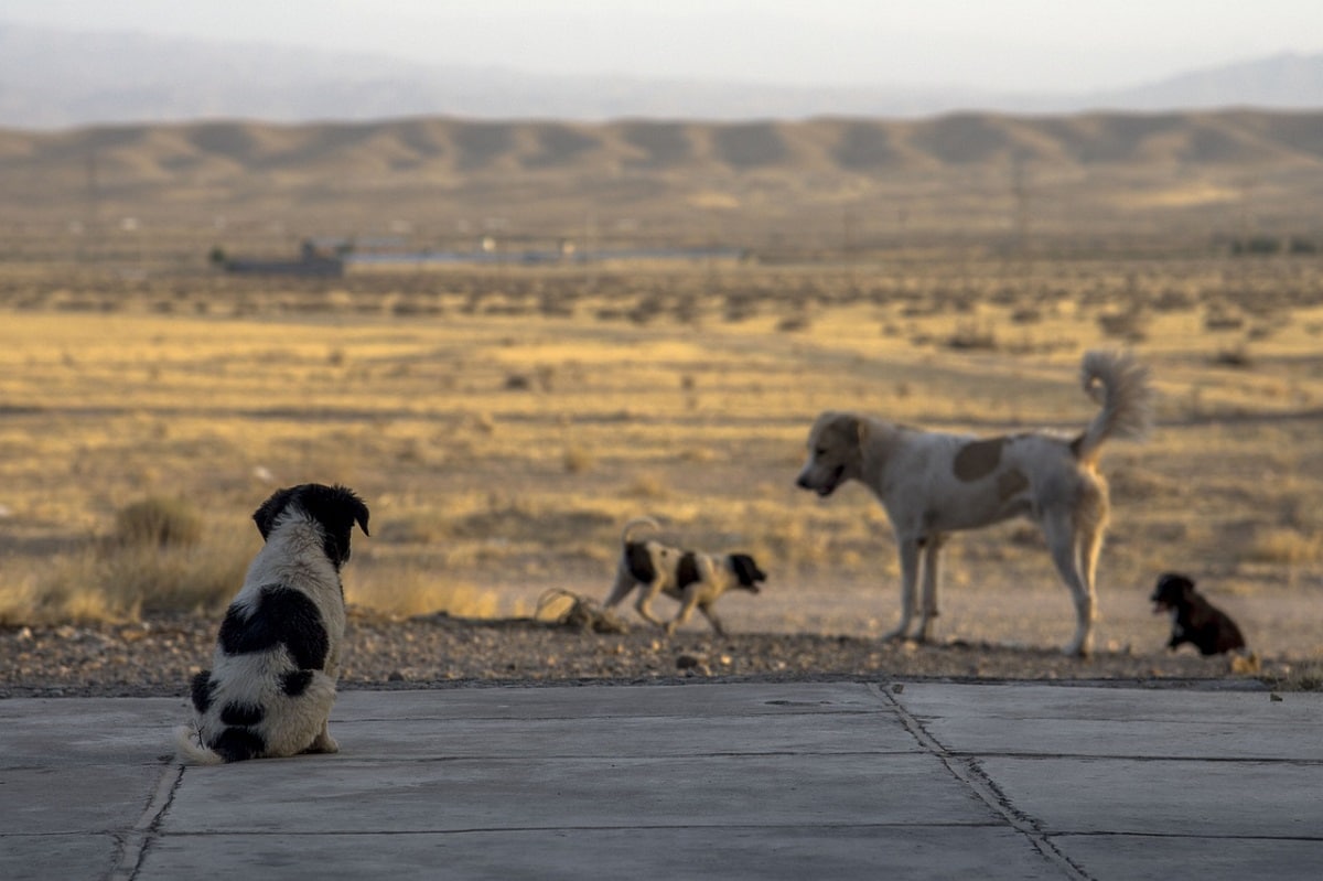 Un garçon de 12 ans dévoré par des chiens à Blida