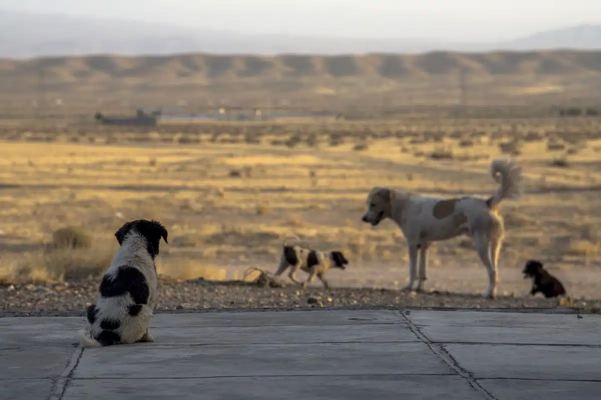 Algérie : une fillette de 3 ans dévorée par des chiens errants