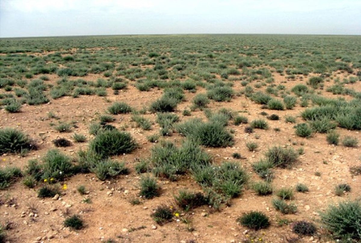 Les mutations profondes de la steppe algérienne