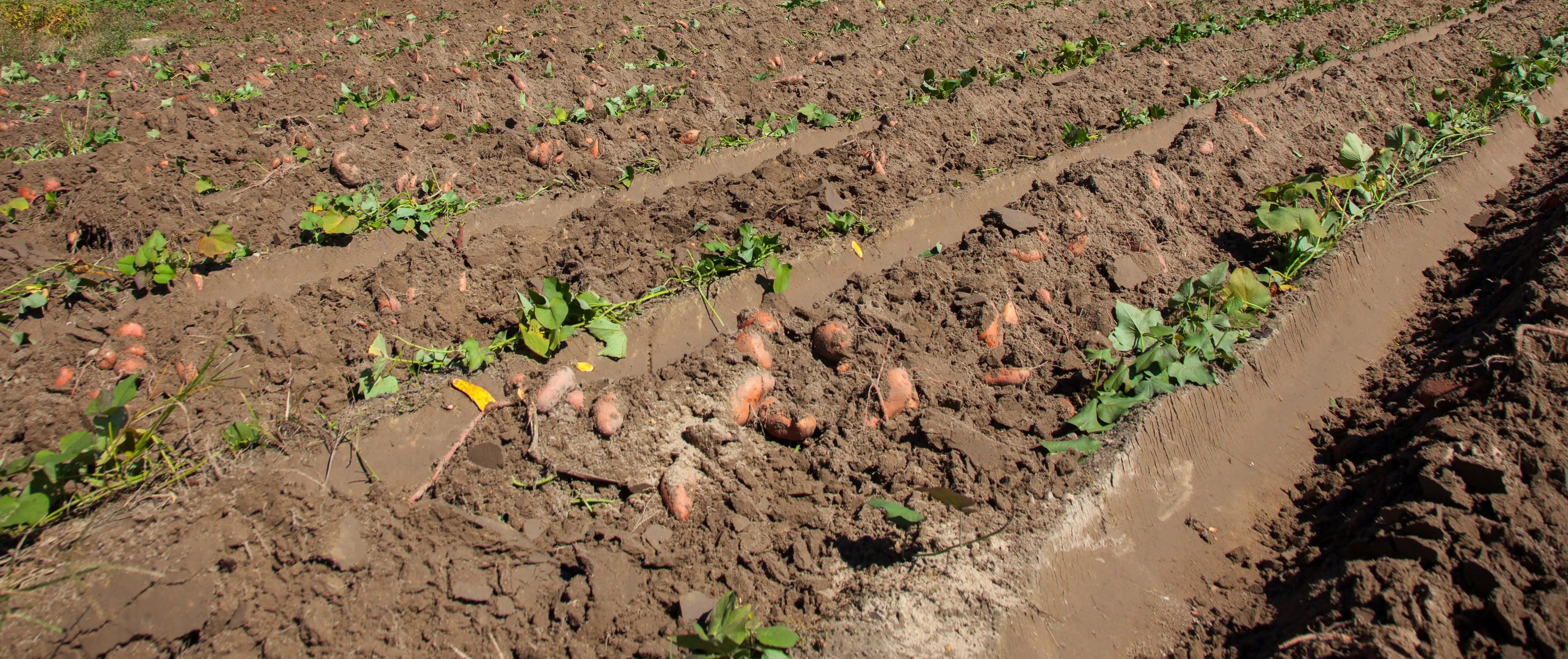 L’enjeu de la semence de pommes de terre en Algérie