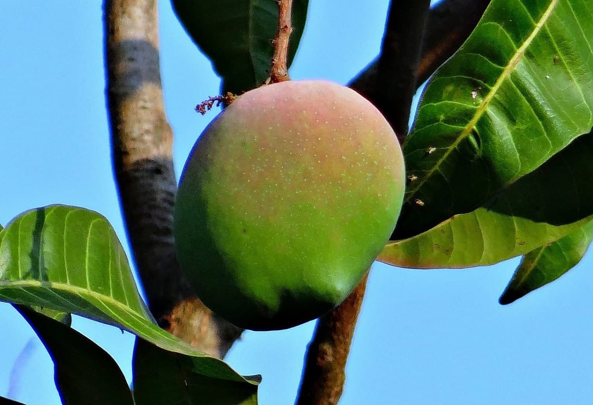 Culture de la mangue en Algérie : l’expérience inédite d’un agriculteur
