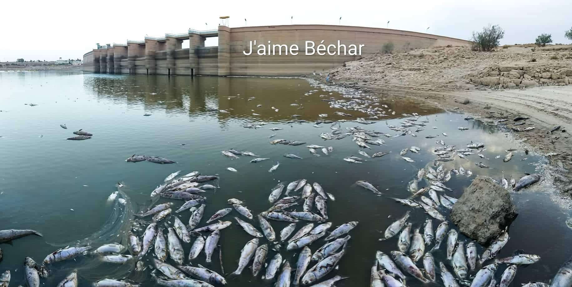 Catastrophe écologique au barrage Djorf Torba – Photos