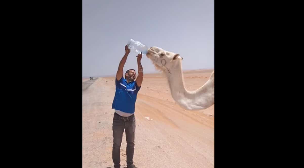 Rencontre entre un routier et un dromadaire assoiffé dans le sud algérien