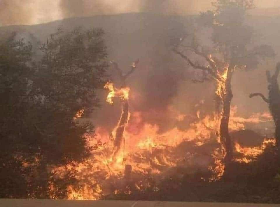Incendies meurtriers à El Tarf : « C’était l’enfer sur terre »