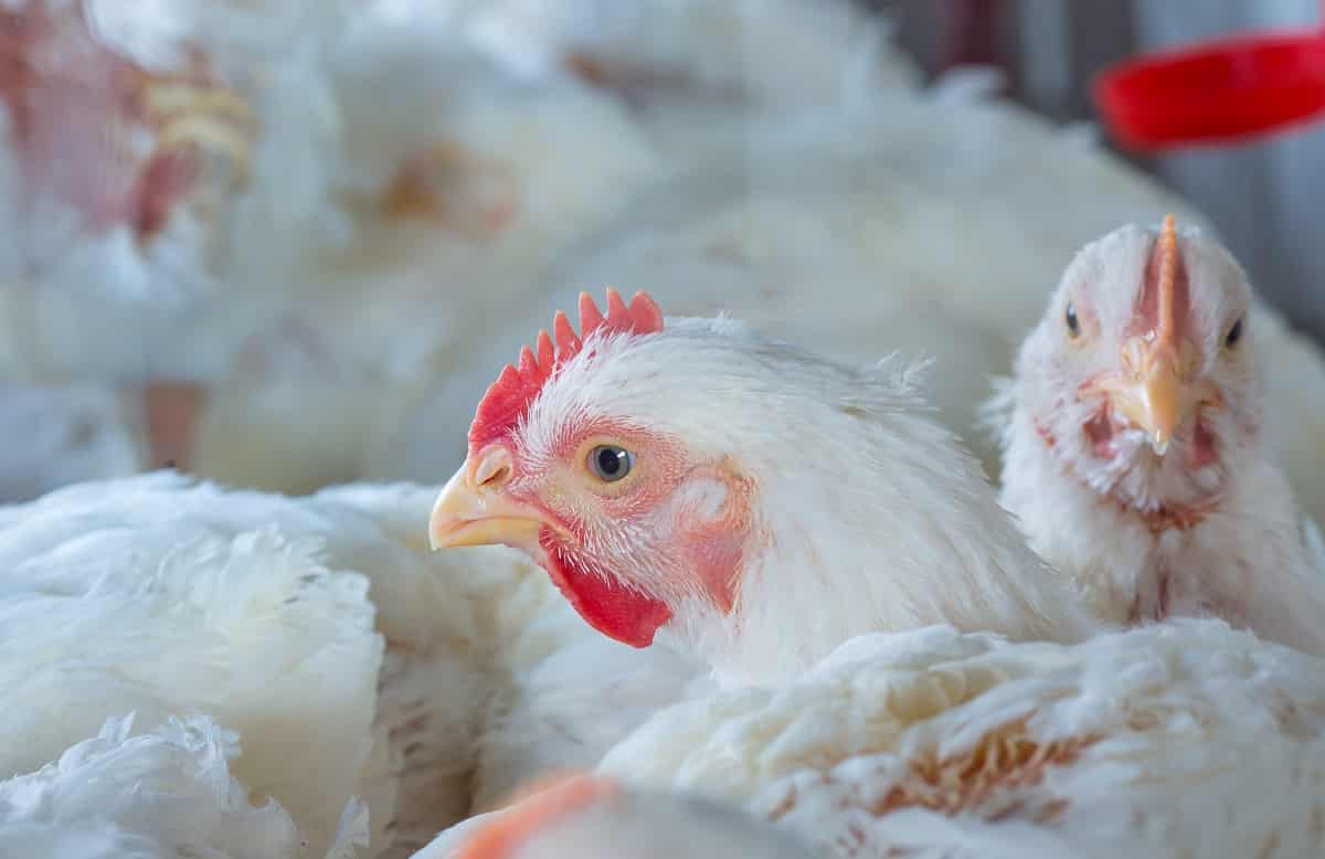 Volailles en Algérie : alerte sur l’usage abusif d’antibiotiques