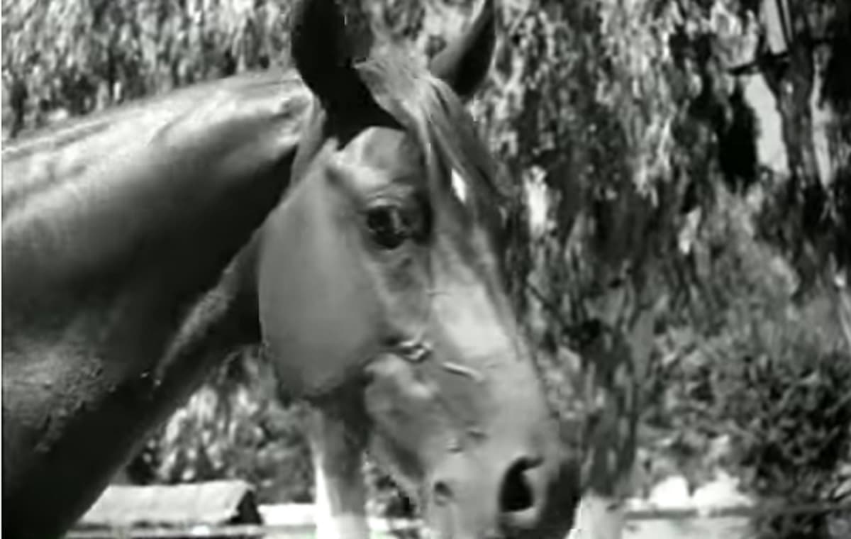 Menace sur le cheval Barbe algérien