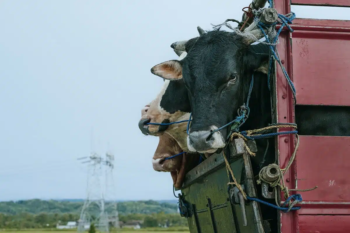 Des vaches tunisiennes de contrebande en Algérie