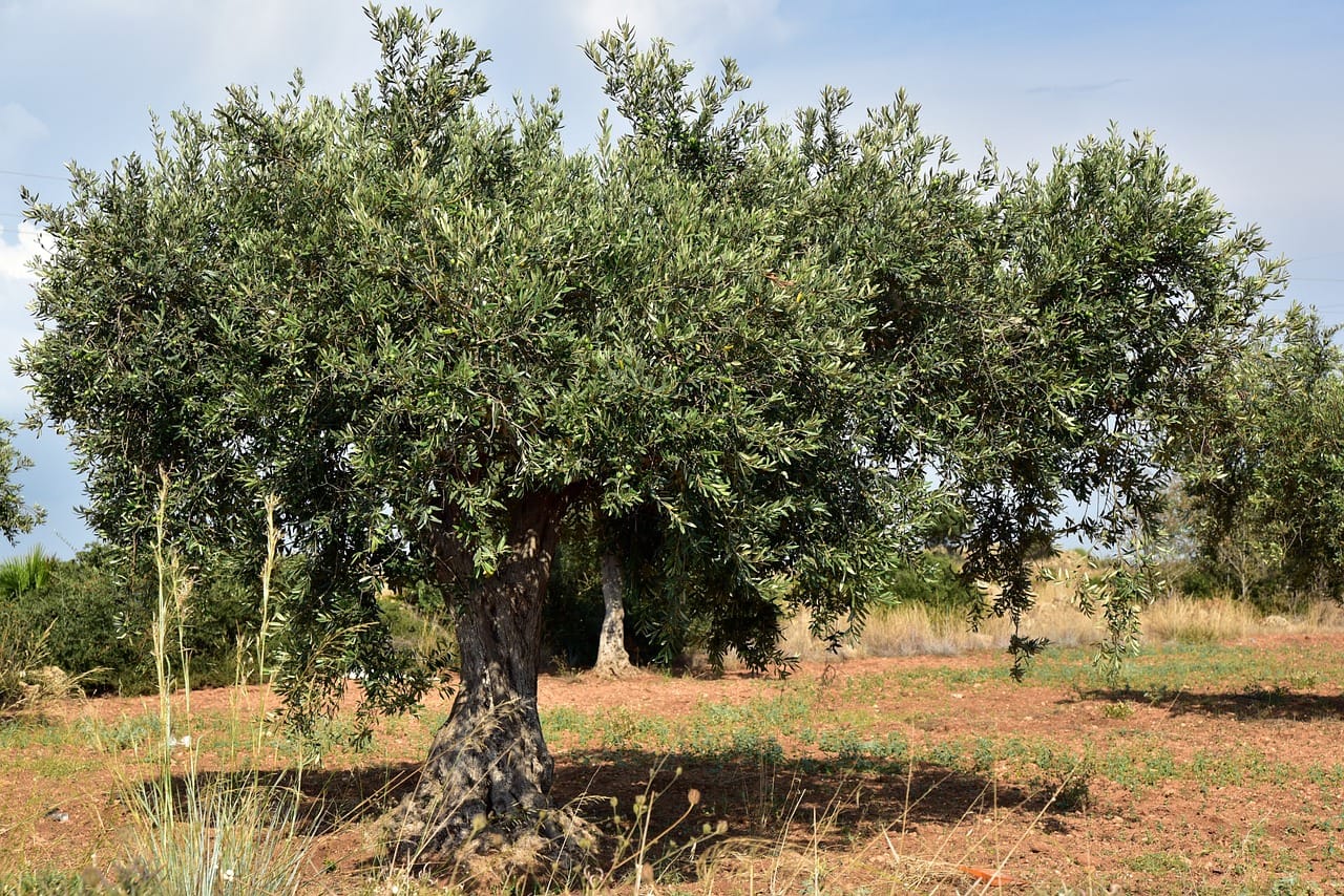 L’olivier à la conquête de la steppe algérienne
