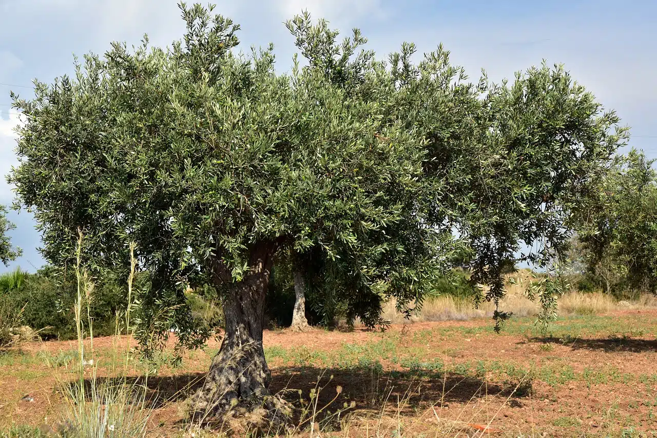 L&rsquo;olivier à la conquête de la steppe algérienne