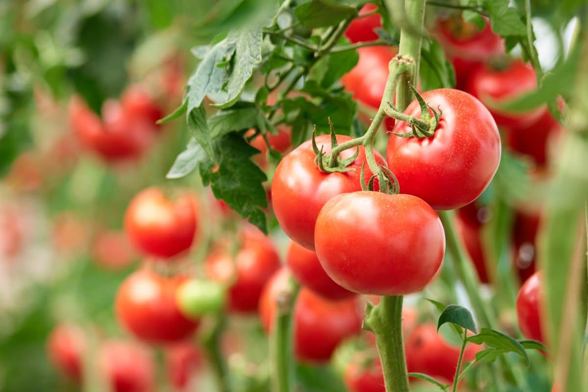 L’Algérie pourrait revenir à l’importation du concentré de tomate