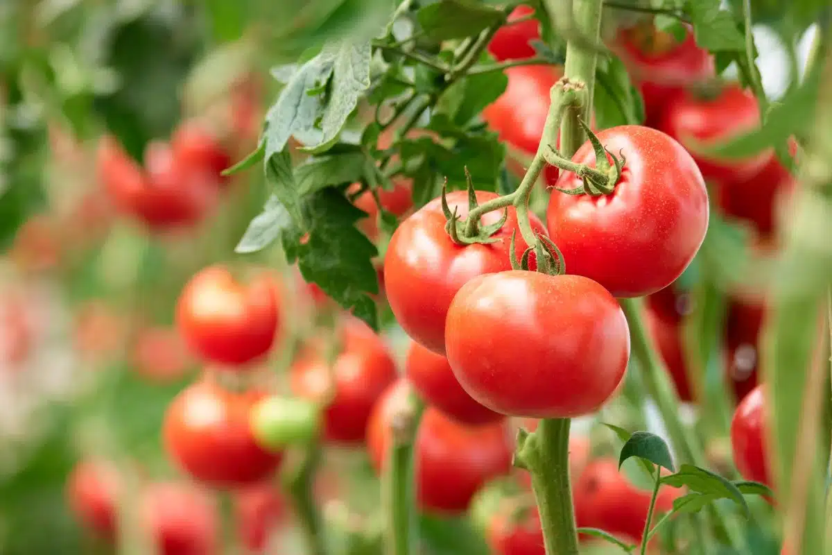 L’Algérie pourrait revenir à l’importation du concentré de tomate