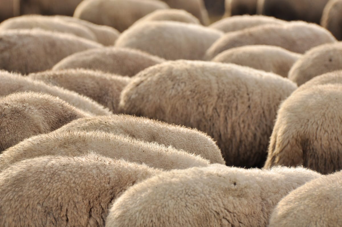 Algérie, pourquoi compte-t-on nos moutons ?