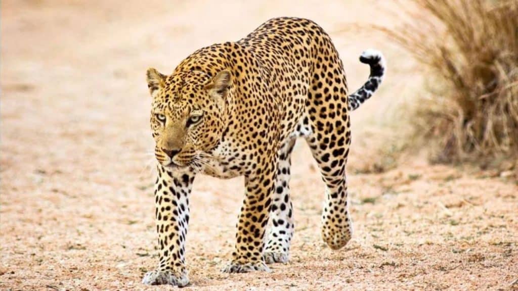 « Réapparition » du léopard de l’Atlas dans le désert algérien