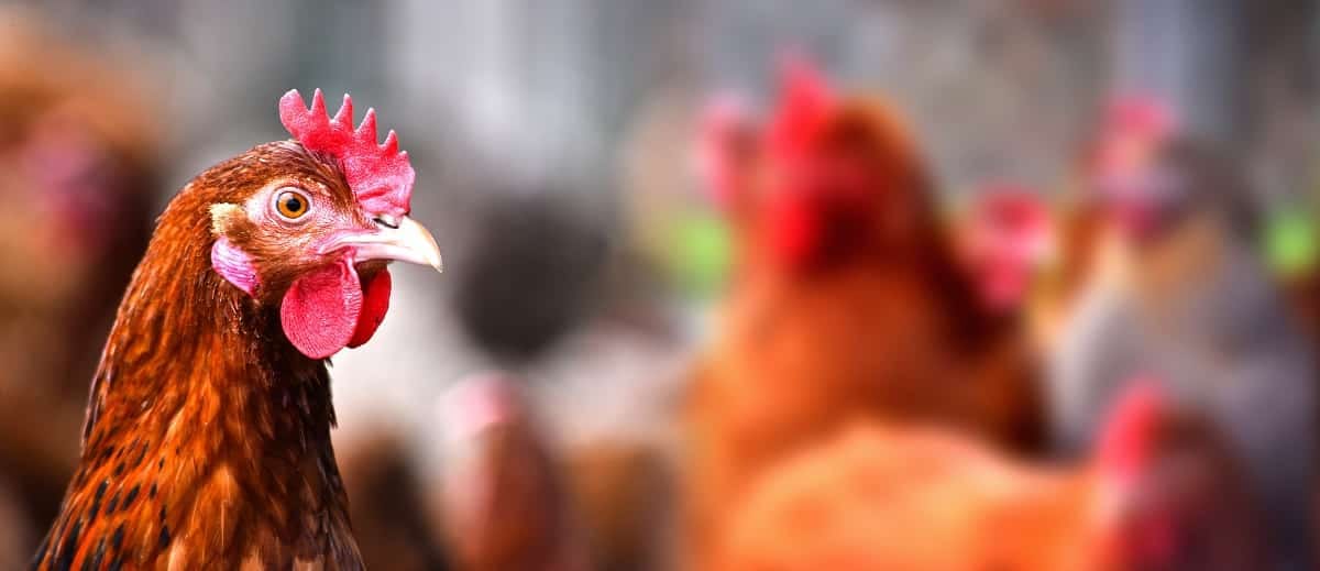 Flambée des prix des œufs : l’Algérie « n’importera pas » de poules pondeuses