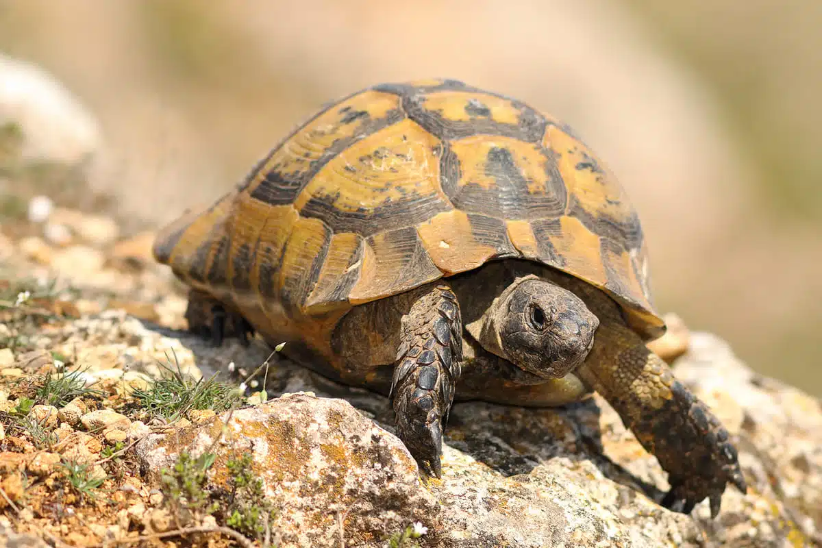 Un Algérien arrêté en Espagne pour trafic d’espèce protégée