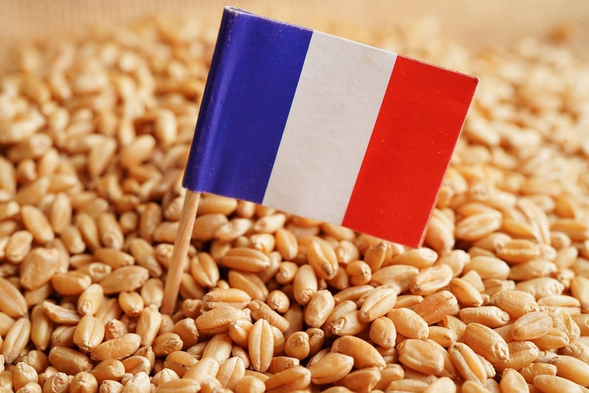 Importations : le blé français de retour en Algérie