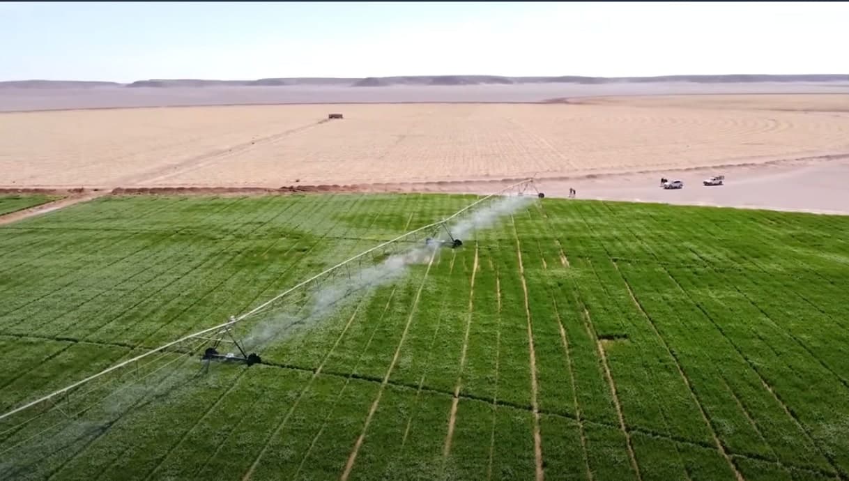 Blé dans le sud de l’Algérie : le témoignage d’un agriculteur d’élite