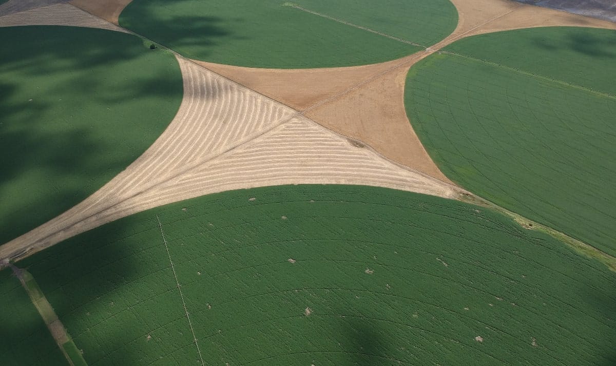 Culture de blé dans le sud de l’Algérie : l’autre face de l’Eldorado