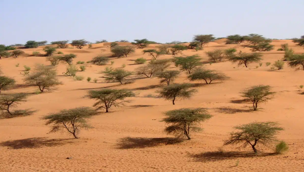 Sahel : l’Algérie réitère son refus de l’ingérence étrangère
