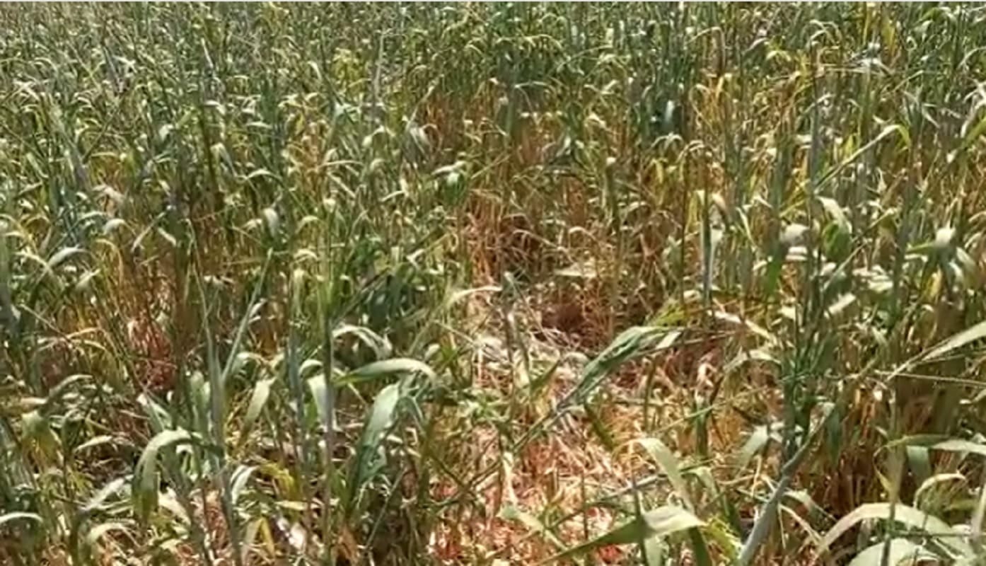 Sécheresse en Algérie : menace sur la récolte de blé