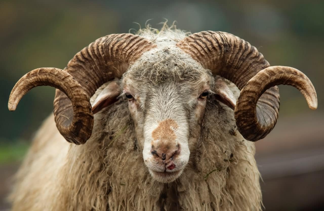 Aïd-el-Adha en Algérie : le mouton à plus de 50.000 dinars ?