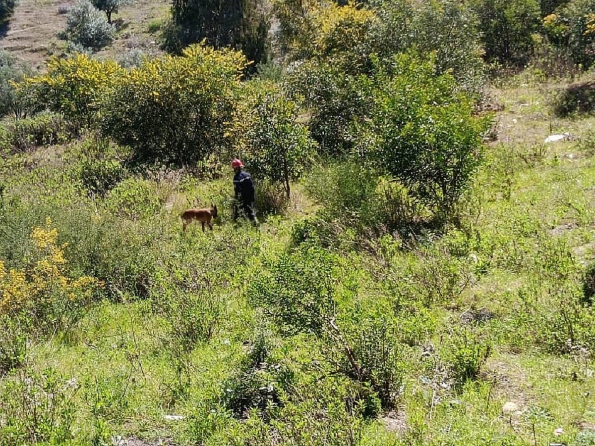 Un enfant de 12 ans porté disparu retrouvé pendu à Chlef