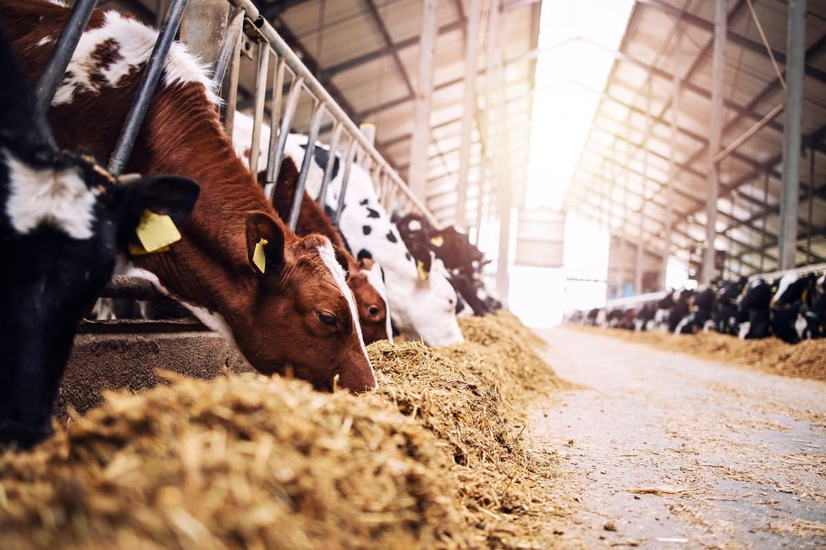 Aliments de bétail : comment l’Algérie peut réduire les importations