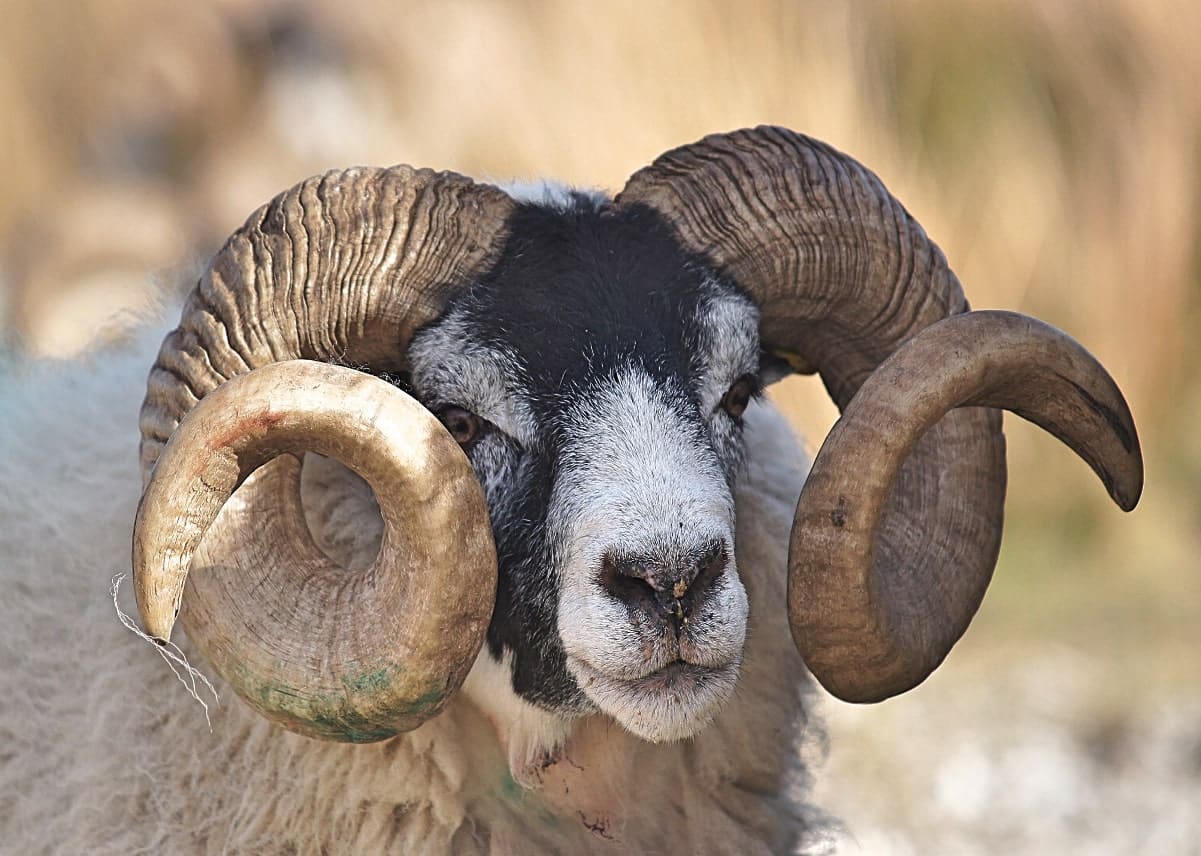 Prix du mouton de l’Aïd-el-Adha : la polémique s’installe