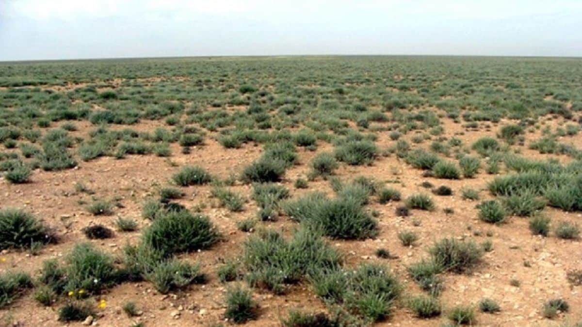La steppe algérienne se meurt : un député sonne l’alarme