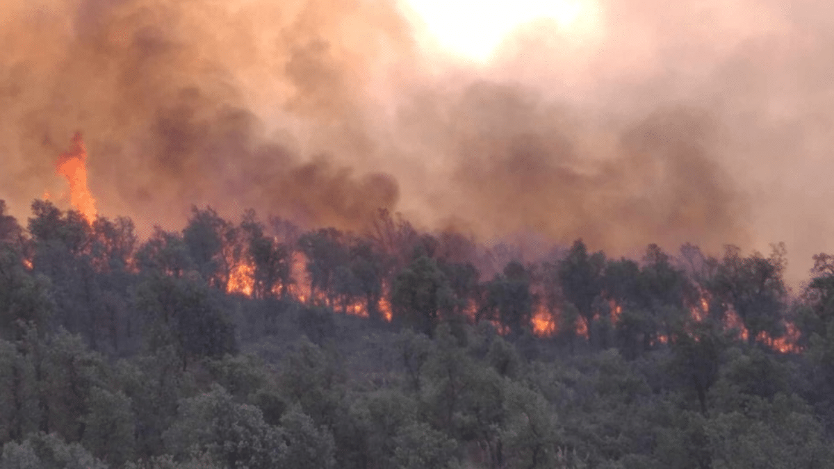 Incendies en Algérie : le bilan s’alourdit à Béjaïa