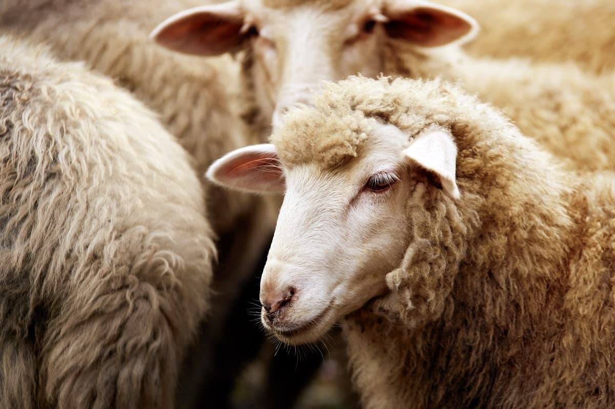 Choisir un bon mouton pour l’Aïd el-Adha : ce qu’il faut savoir
