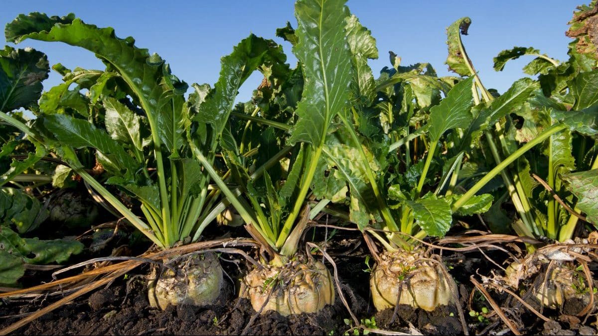 L’Algérie relance la culture de betterave à sucre