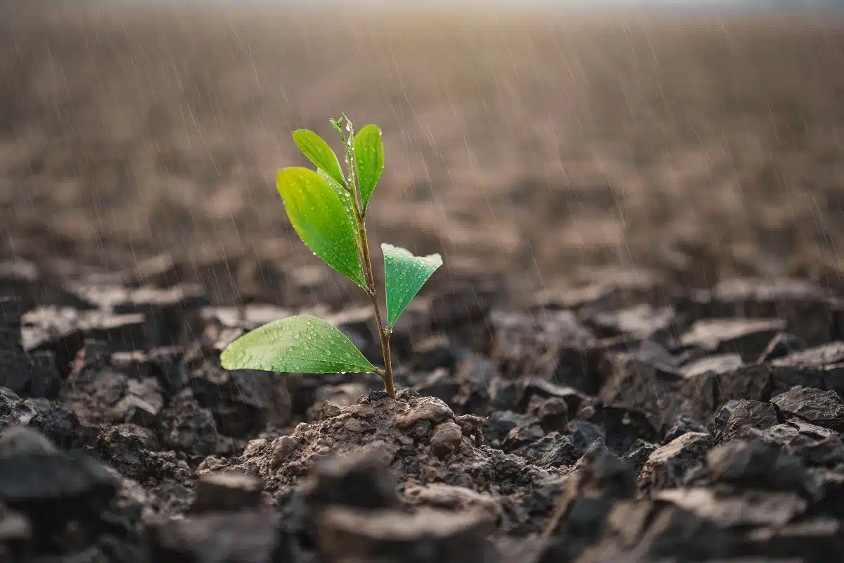 Fouad Maala, l&rsquo;influenceur veut planter des arbres partout en Algérie