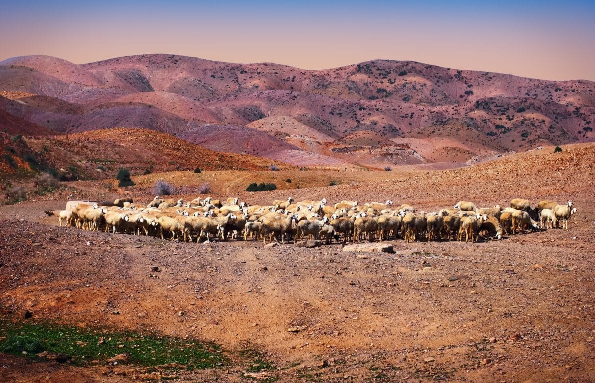 Sécheresse en Algérie : la détresse des éleveurs de moutons