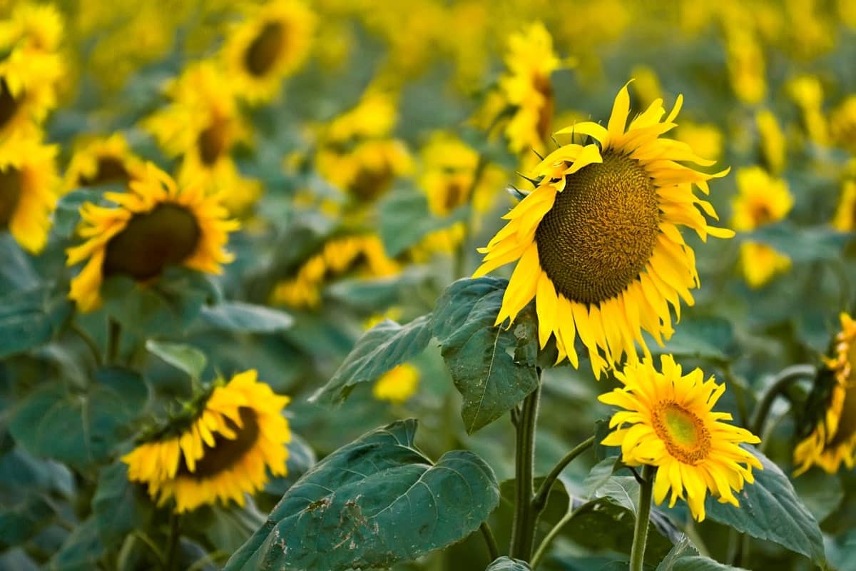 Algérie, une première récolte de tournesol décevante