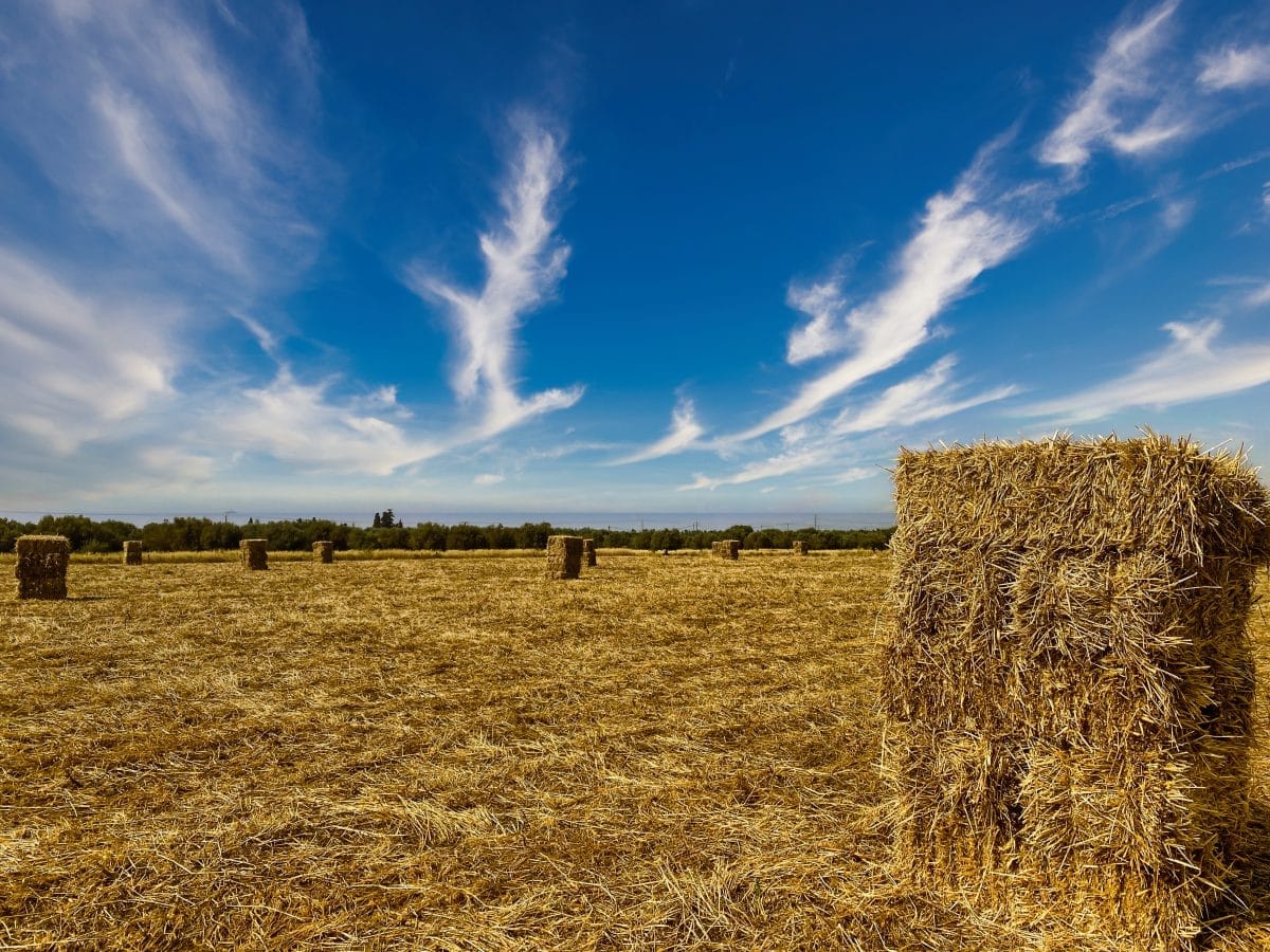 Conseils, menaces… : le marché agricole algérien vu par la France