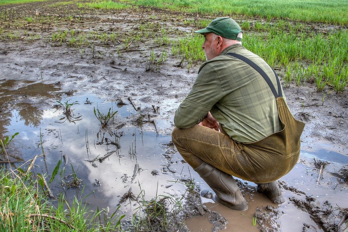 Céréales en Algérie : entre sécheresse et inondations