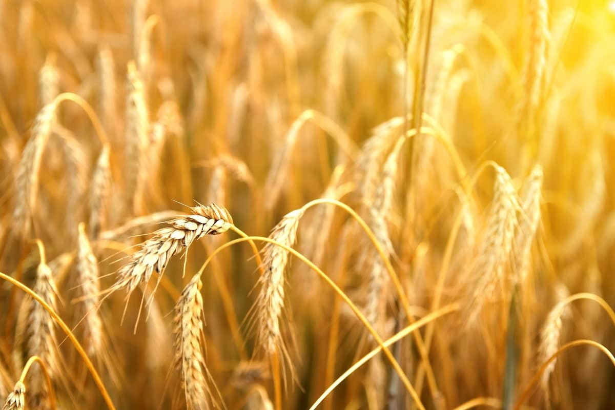 L’Algérie devrait importer plus de blé en 2023-2024