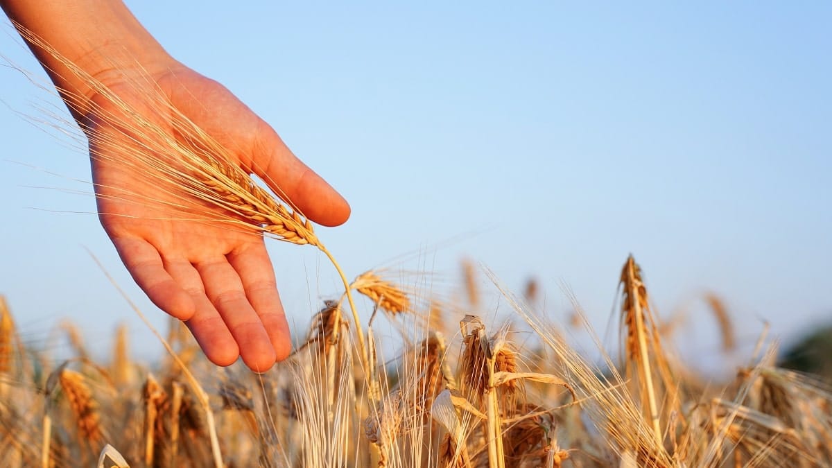 Céréales : après la sécheresse, l’espoir renaît en Algérie