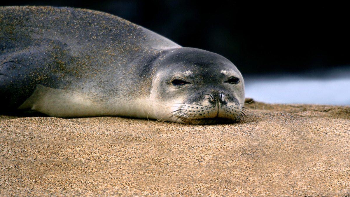 Un phoque moine de Méditerranée blessé filmé sur une plage algérienne