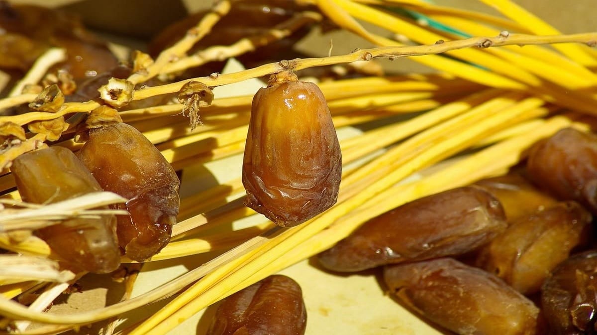 Dattes : la palmeraie algérienne menacée d’érosion génétique