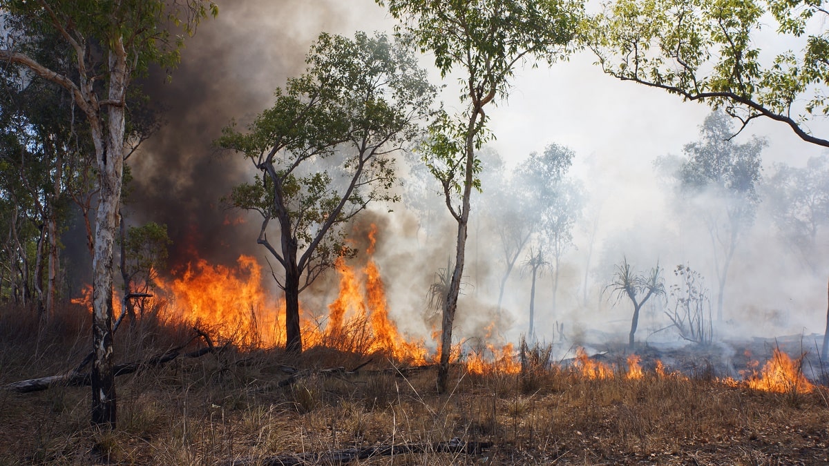 L’Algérie confrontée une nouvelle fois à l’horreur des incendies (vidéos)
