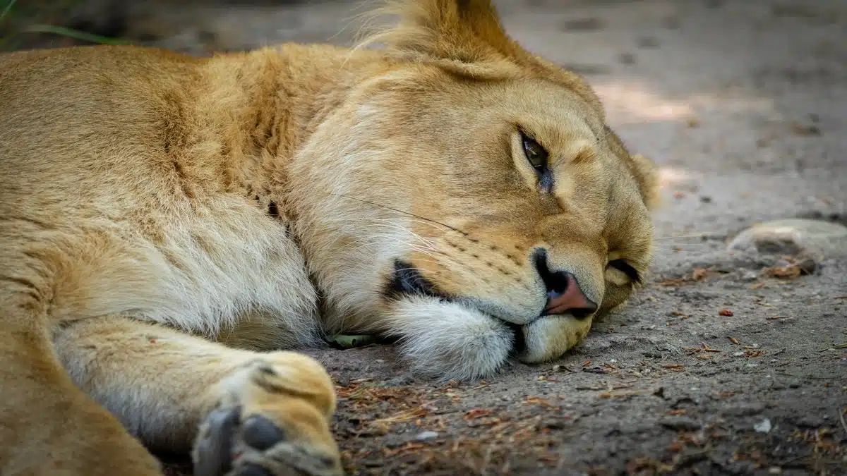 Vidéo. Algérie : une lionne sème la stupeur à Hassi Messaoud