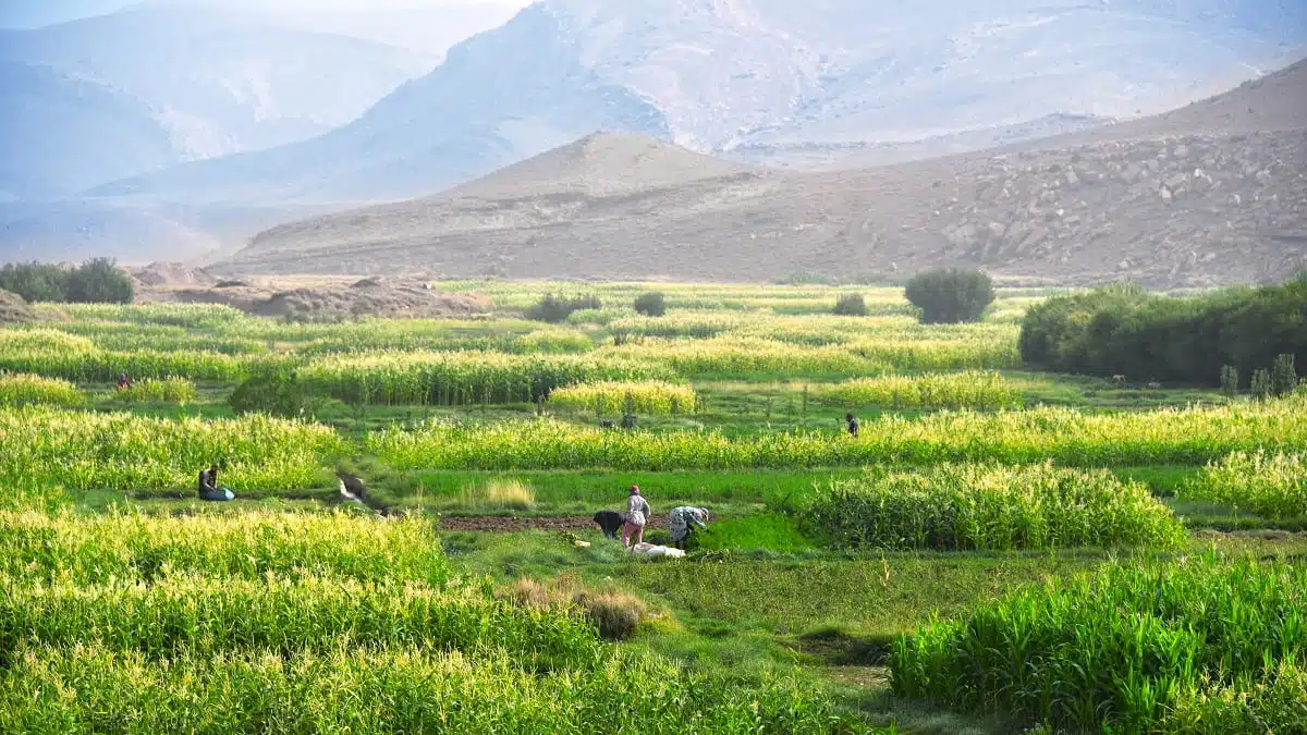 Maroc : l&rsquo;Algérie peut « tirer profit » de la crise agricole avec la Mauritanie