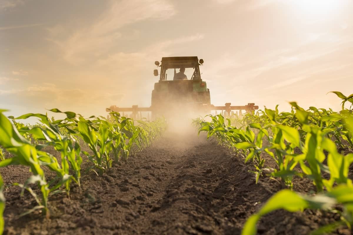 Agriculture : le détail de ce que produit l’Algérie