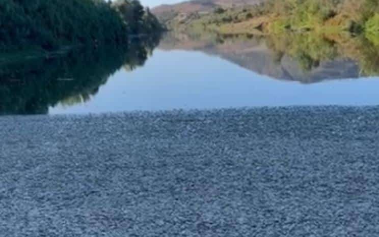 Des milliers de poissons morts dans un fleuve en Algérie (Vidéo)